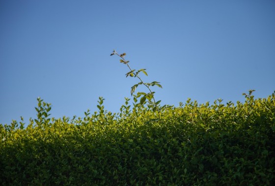 De voordelen van haagplanten rondom de tuin - 