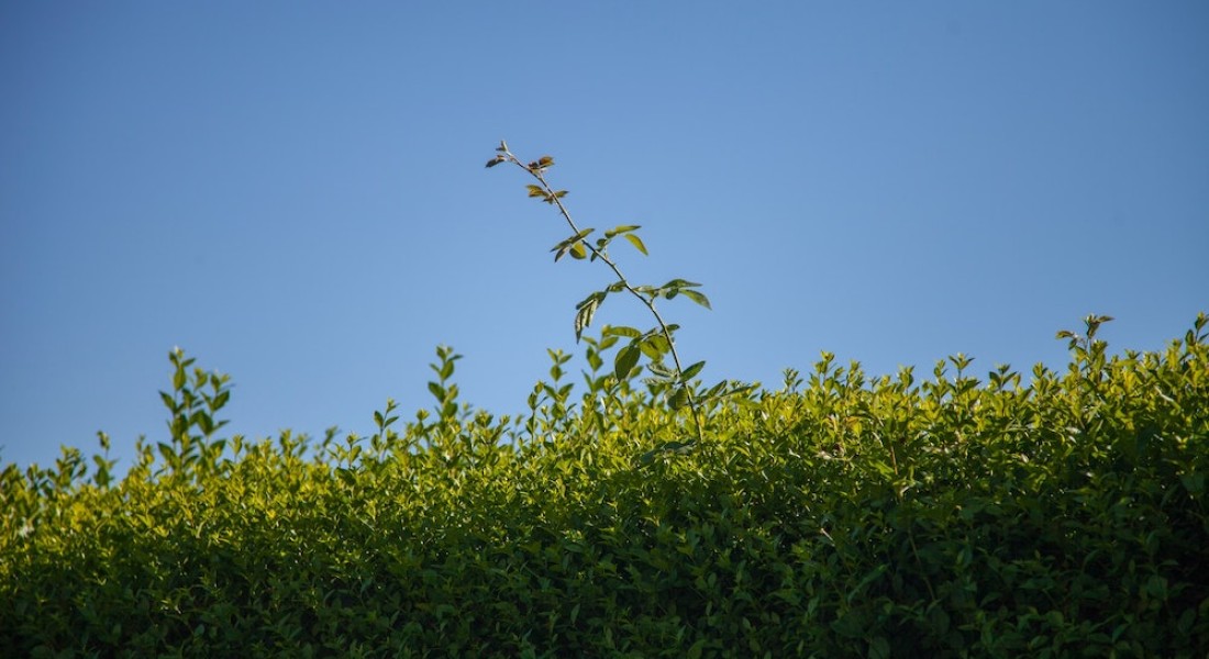 De voordelen van haagplanten rondom de tuin