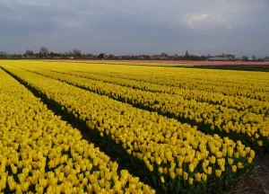 Bouwgrond Noorder Leidsevaart 26