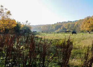 Bouwgrond Duinweg 58